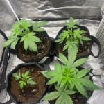 girl-scout-cookies-auto-fem-original-sensible-seeds.jpg
