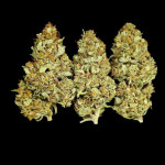 orange-sherbet-ff-fem-fastbuds.jpg