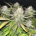 tropicana-cookies-auto-fem-fastbuds.jpg