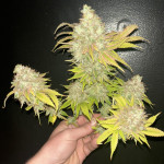 papaya-sherbet-fem-fastbuds.jpg