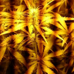 northern-lights-automatic-nirvana-seeds.jpg