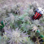 gorilla-glue-4-fem-anesia-seeds.jpg