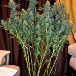 jealousy-kush-fem-seedkeepers.jpg