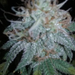 money-bush-fem-heavyweight-seeds.jpg
