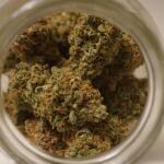 strawberry-pie-auto-fem-fastbuds.jpg