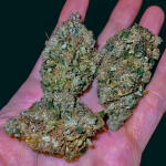 keepers-og-autoflower-fem-seedkeepers.jpg