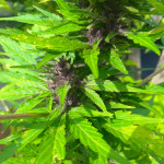 royal-gorilla-automatic-fem-royal-queen-seeds.jpg
