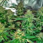 keepers-og-autoflower-fem-seedkeepers.jpg