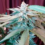 jealousy-kush-fem-seedkeepers.jpg