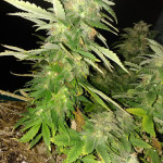 grandmommy-purple-fem-herbies-seeds.jpg