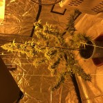 white-widow-dutch-passion.JPG