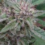 blueberry-muffin-fem-humboldt-seed-company.jpg