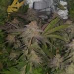 rainbow-road-fem-paradise-seeds.jpg