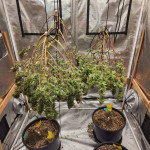 fat-bastard-auto-fem-blimburn-seeds.jpg