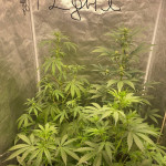 girl-scout-cookies-auto-fem-original-sensible-seeds.jpg
