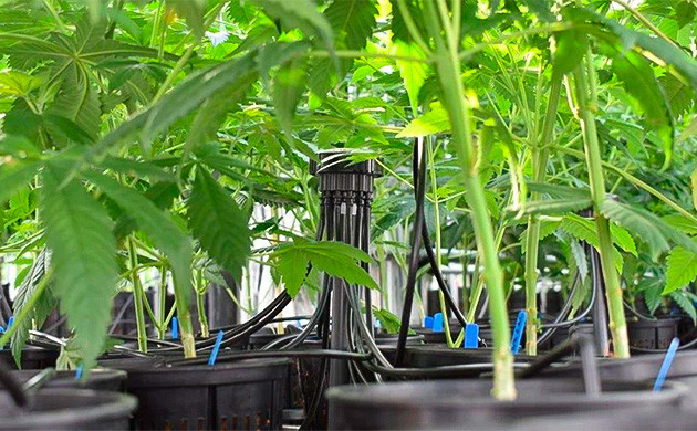 Навыки автоматизации выращивания