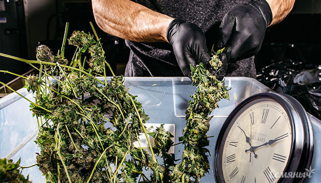 Сбор урожая каннабиса