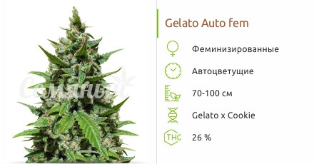 Gelato Auto от сидбанка Семяныч