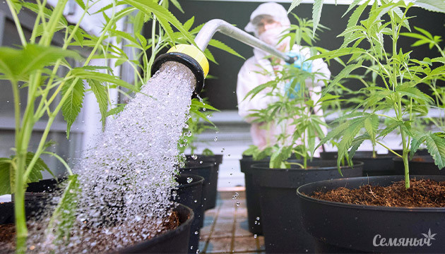 Полив марихуаны в индоре