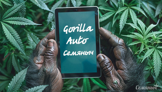 Гроурепорт сорта конопли Gorilla Auto fem от Семяныча