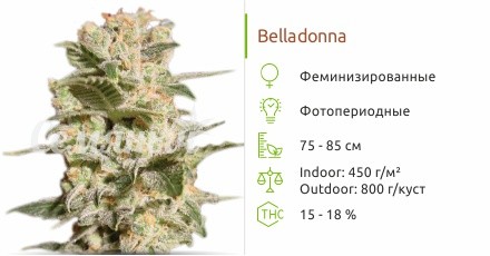 Belladonna от Paradise Seeds