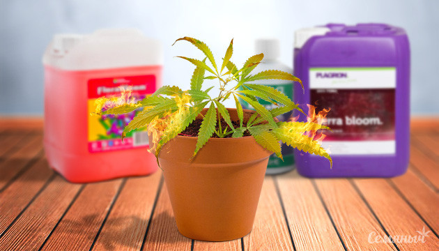 Переизбыток питательных веществ у конопли