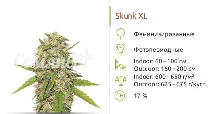 Skunk XL от Royal Queen Seeds